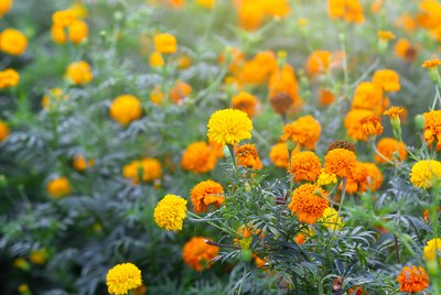 Are Marigolds Toxic To Cats and Dogs?