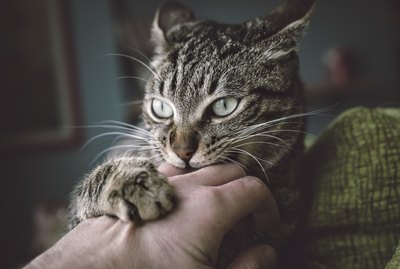 Why Does My Cat Bite Me When I Pet Her?