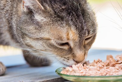Symptoms and Treatment of Diabetes in Cats