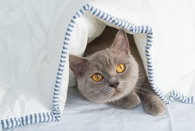 Why Does My Cat Burrow Under The Covers?