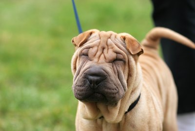 Dog Breeds With Black Mouths