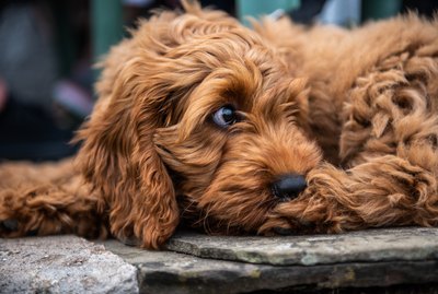 How Much Should You Feed a Cockapoo?