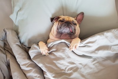 101 Chill Names For Couch Potato Dogs