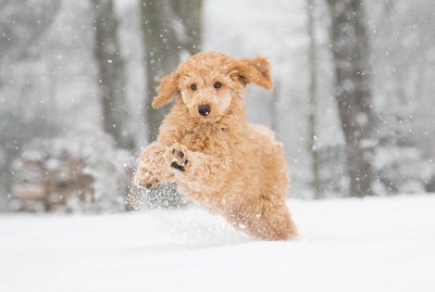 Winter Safety Tips for Dogs