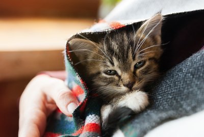 How to Know When a Kitten Needs to Pee