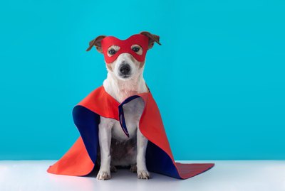 186 Superhero Names For Dogs