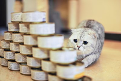 How Long Does Pet Food Stay Fresh?