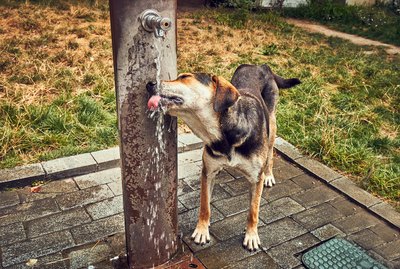 Can Dogs Drink From Natural Bodies of Water?
