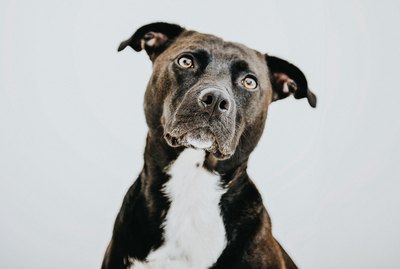 What to Consider Before Surrendering a Pet