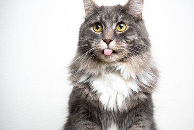 Why Does My Cat Always Fall Asleep With His Tongue Out?