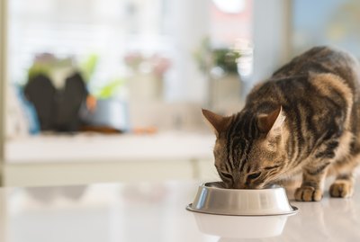 Have You Been Feeding your Cat Wrong This Whole Time?
