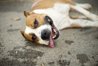 103 Excellent Names For Brown And White Dogs