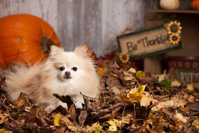 5 Thanksgiving Treats To Make For Your Dog