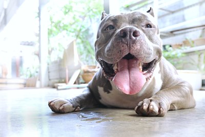 The Stages of Pregnancy in Pitbulls