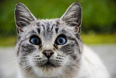 100 Blue-Eyed Cat Names