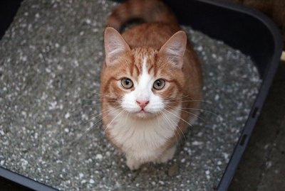 Why Does My Cat Yowl Before Pooping?