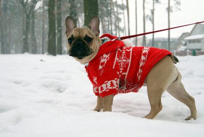 When Do Dogs Need to Wear Coats?