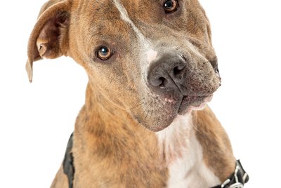 The 8 Best Harnesses For Big Dogs