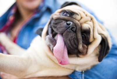 How Do Dogs Choose Their Favorite Person?