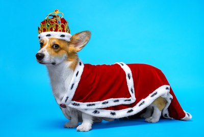 166 Regal Names For Royal Pets