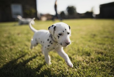 Do Puppies Change Colors as They Grow?