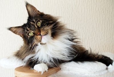 7 Fascinating Facts About Maine Coon Cats