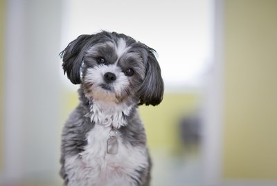 How to Groom a Maltese Shih Tzu