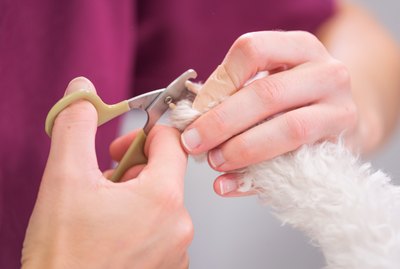 How to Cut a Curled Nail on a Dog