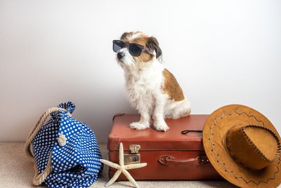Tips for Finding a Dog-Friendly Hotel