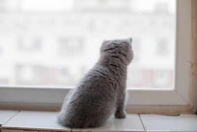 Do Cats Need to Be Allowed Outside to Be Happy?