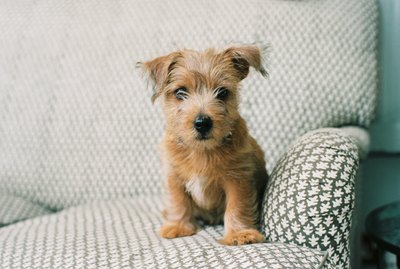 What Causes Puppies to Be Born Dead?