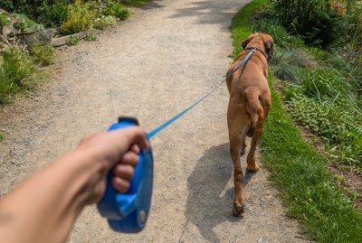 Have You Been Walking Your Dog Wrong This Whole Time?