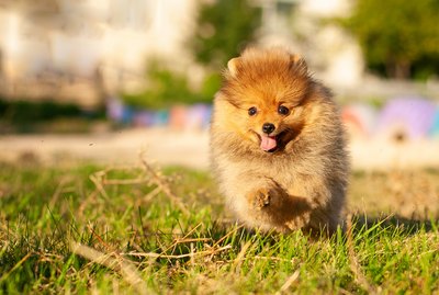 103 Names Perfect for Fluffy Dogs