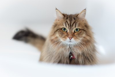 104 Longhaired Cat Names