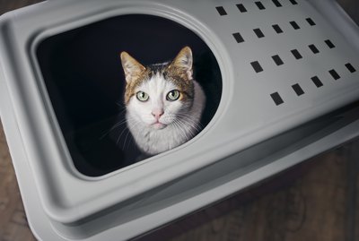Why Do Cats Spray Urine?