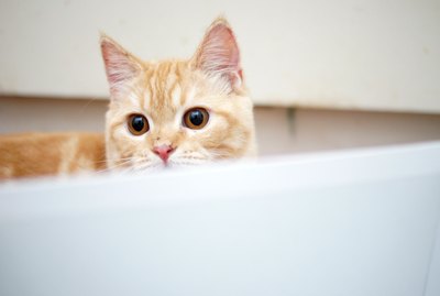 Why Are Cats So Obsessed With Bathtubs?