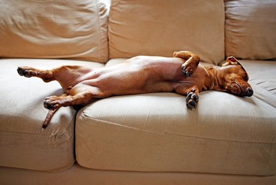 Which Kinds of Dogs Are The Least Work?