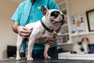 All About Canine Influenza