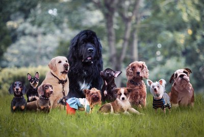 List of Personality Traits and Dog Types