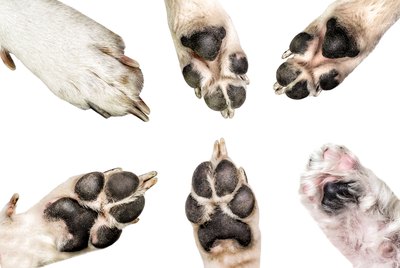 What Breeds of Dogs Have Dewclaws?