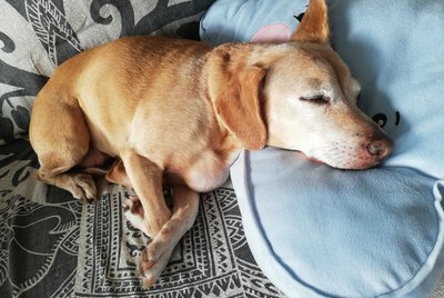 Do Big Dogs Sleep More Than Small Dogs?