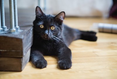 How to Safely Adopt Kittens at Lesser Cost