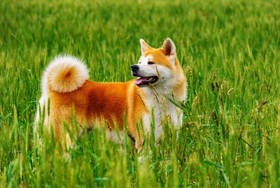 Akita Dog Breed Facts & Information