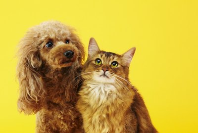 The Difference Between Dog People & Cat People, According to Science