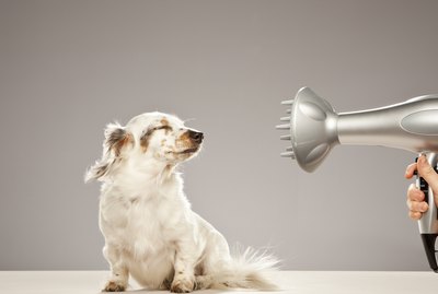 Is It Safe to Blow-Dry a Dog's Hair?