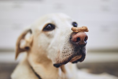 Why Did My Dog's Nose Change Color?
