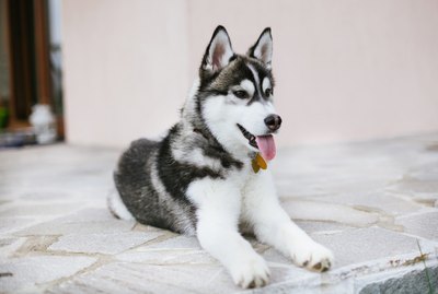 Types of Husky Dogs