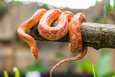 Do Snakes Make Good Pets?