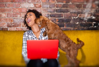 6 of the Best Online Stores For Dog Supplies (Besides Amazon)
