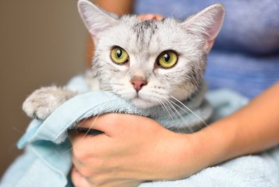 How to Get Sticky Glue Out of Cat Hair